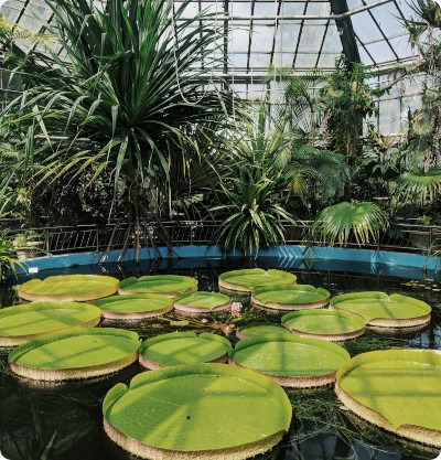 Alexandru Borza Botanical Garden in Cluj-Napoca