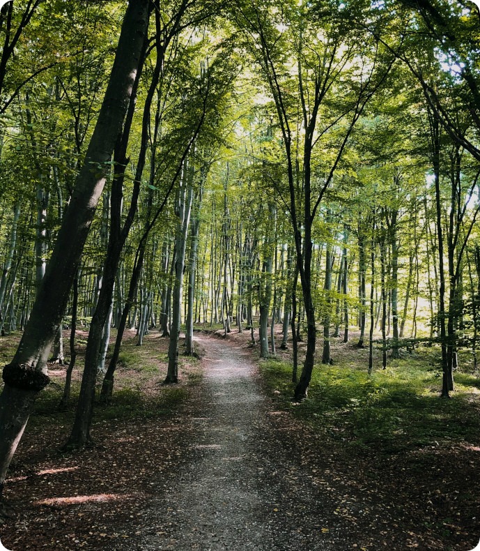 Hoia-Baciu Forest crooked trees
