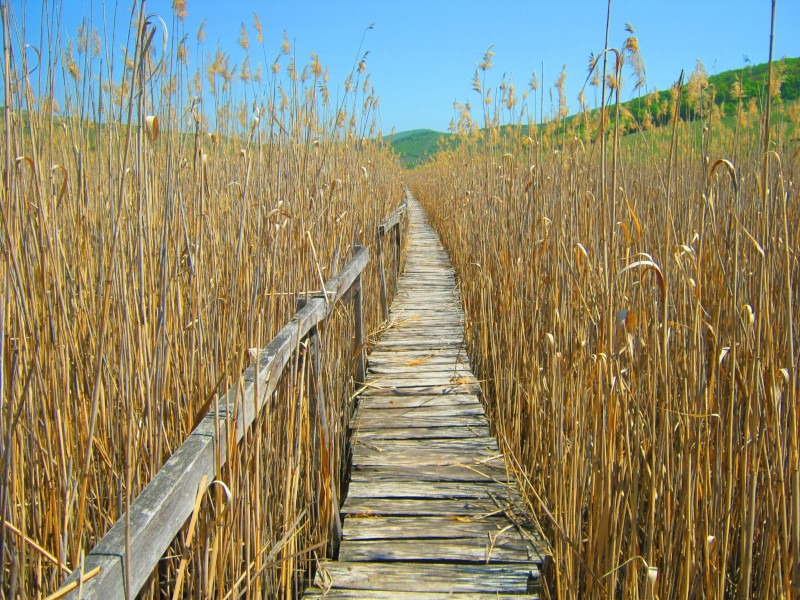 Reed Beds of Sic wooden floating walkway